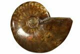 Red Flash Ammonite Fossil - Madagascar #187264-1